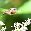 ホシホウジャク