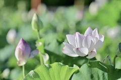 夕暮れの蓮池