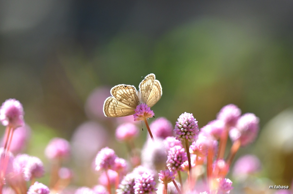 蝶の花が咲いた ♪