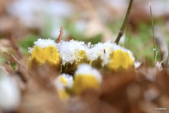 雪の帽子を被って