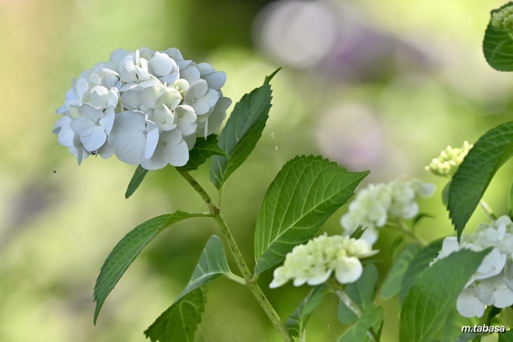 紫陽花