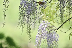 小鳥の森で Ⅰ
