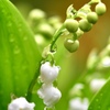 白い花  Ⅱ