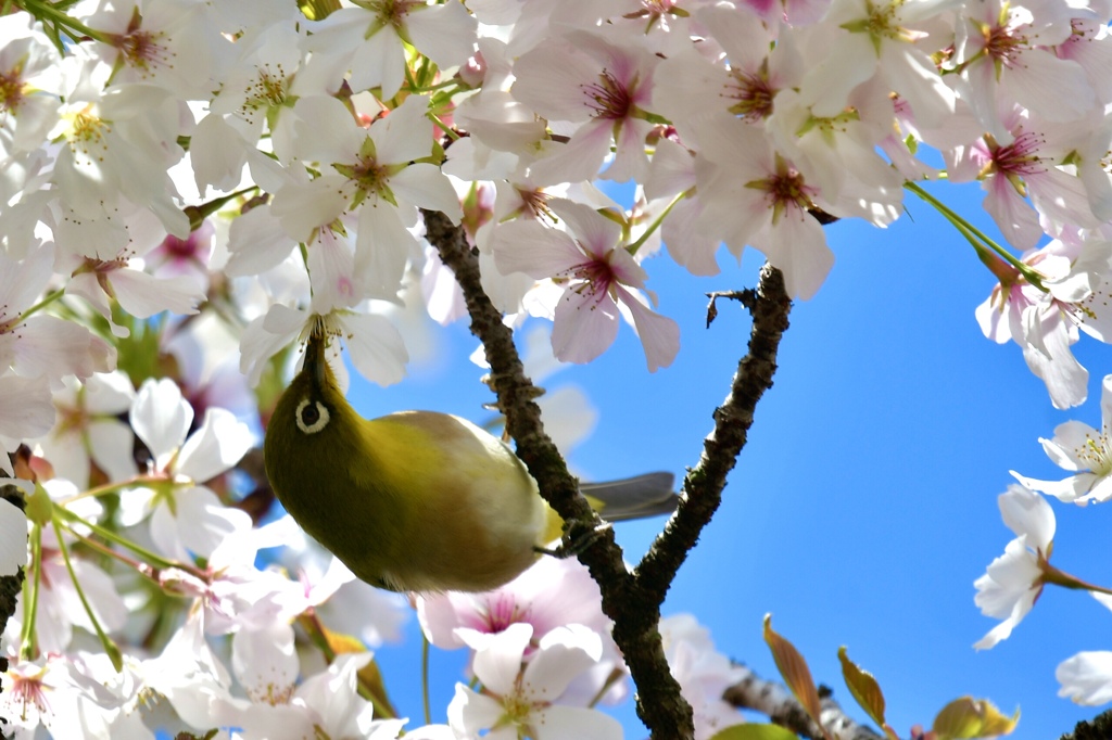 サクジロー♪ 春の花フェスに参加