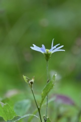 野菊