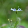 野菊