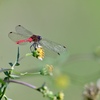 人気の野の花