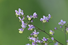 可憐な花