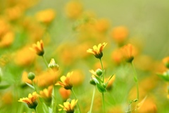 お花畑