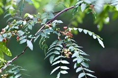 実山椒