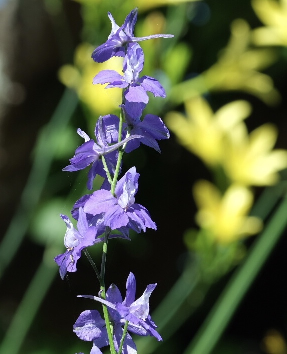 チドリソウとユウスゲ