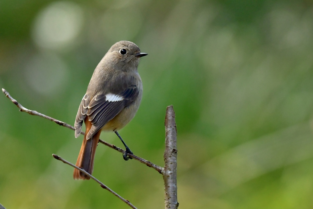 今日のジョビ子さん ♪