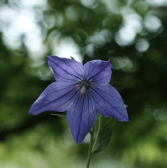 朝貌が花