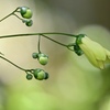 夏の思い出