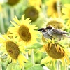 ひまわり畑