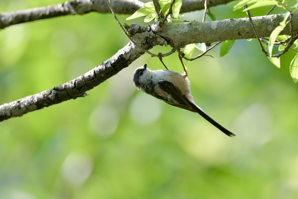 ジュルジュル、ジュリジュリ