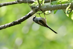 ジュルジュル、ジュリジュリ ジュルジュル、ジュリジュリ