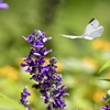ブルーサルビアが好き ♪♪