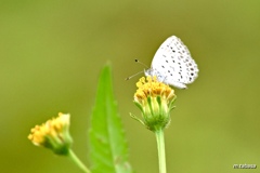 憩いの花