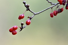 サンシュユの実