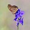 千鳥草の甘い蜜