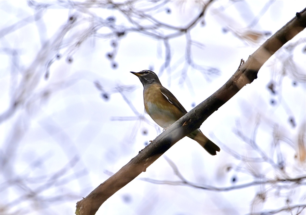 マミチャジナイ