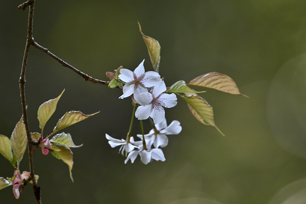 山桜