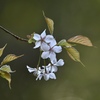 山桜