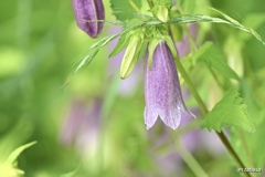 雨降花