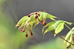 やわらかな芽吹き