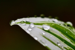 雨の日の楽しみ