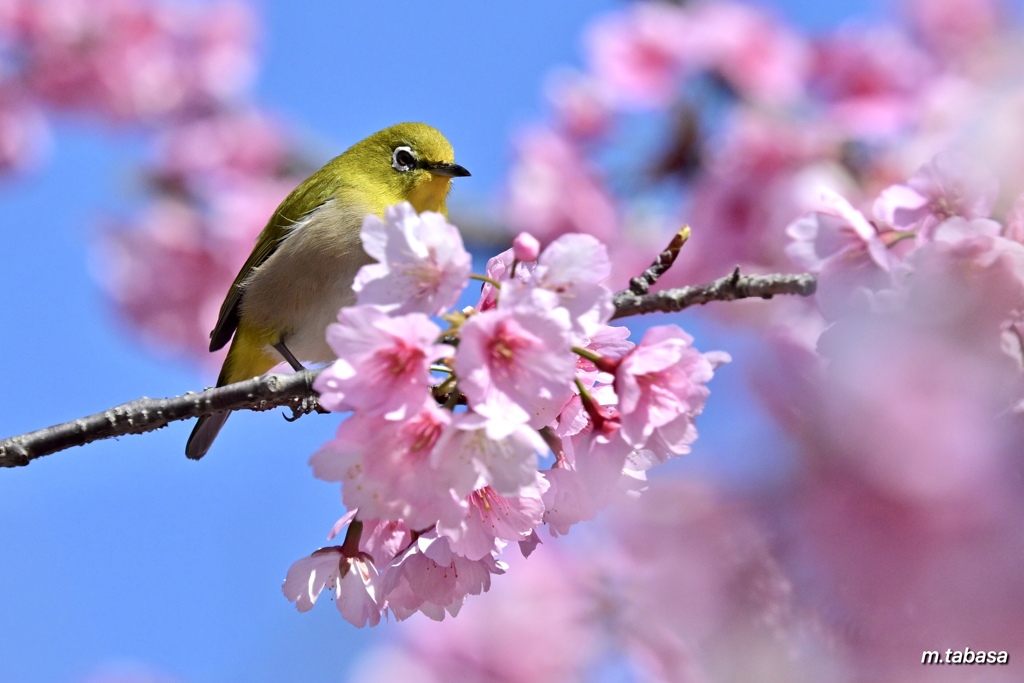 春風に吹かれて