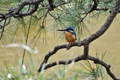 日比谷公園にて Ⅰ