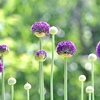 まん丸な花
