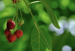 ジューンベリー