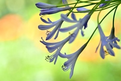 踊る花びら