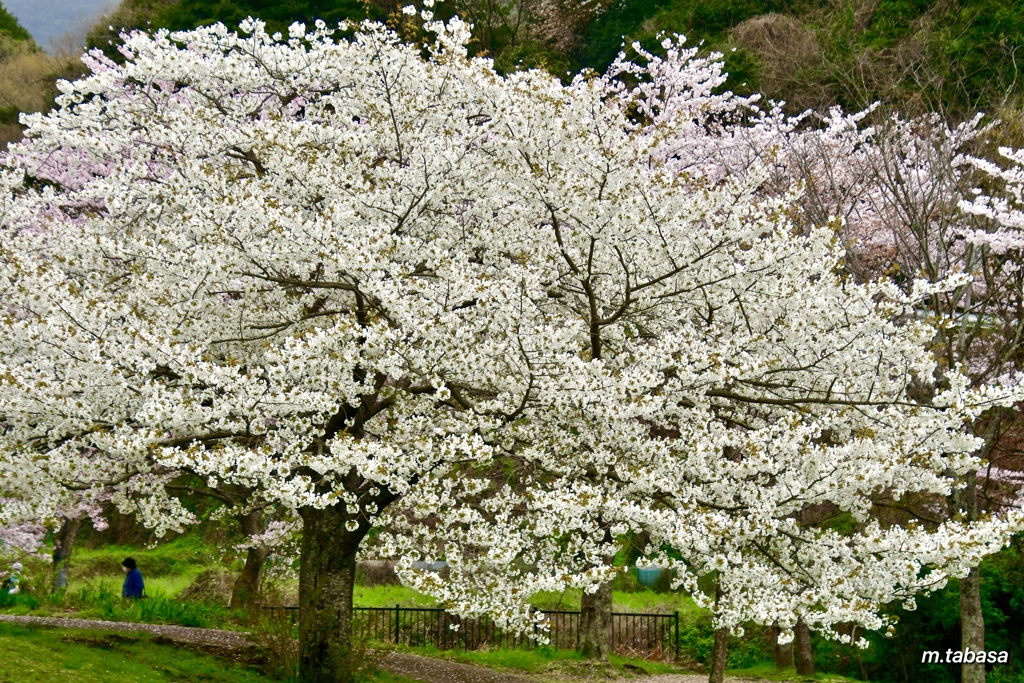 大島桜