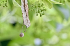 菩提樹