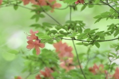 小鳥の森で Ⅱ