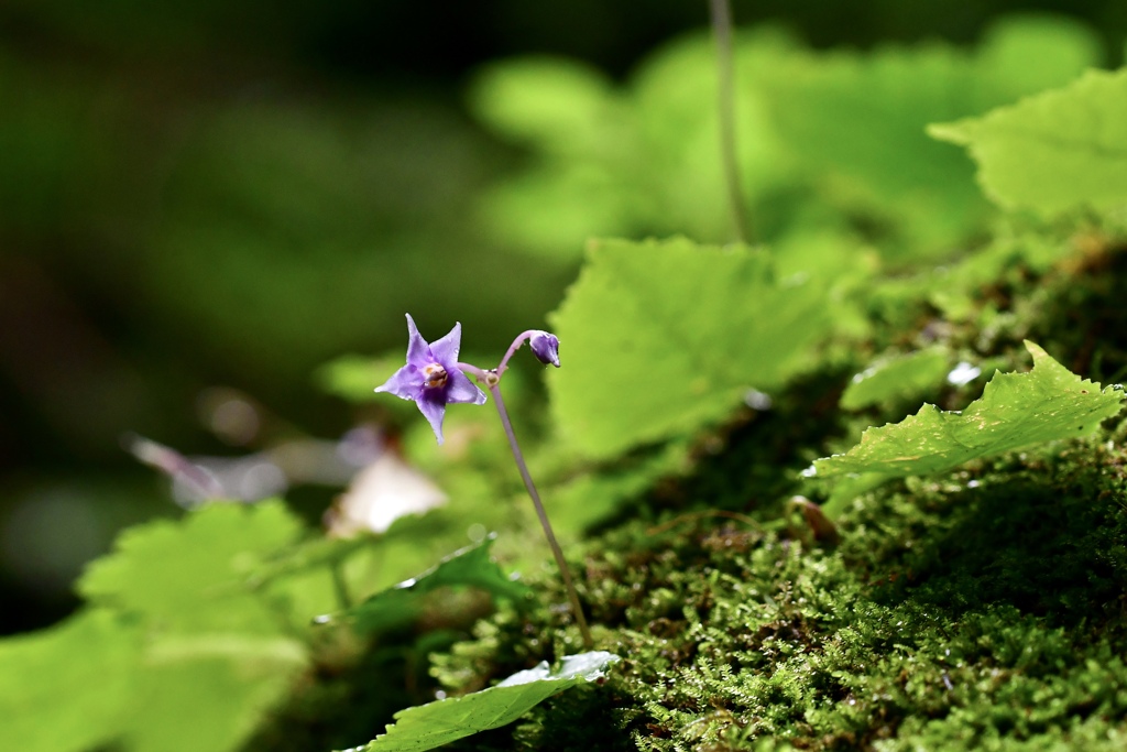 星形の花