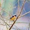 春の兆しの枝に