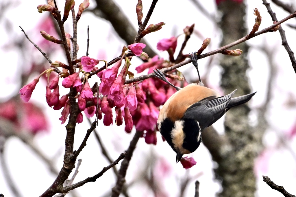 桜の花を一輪