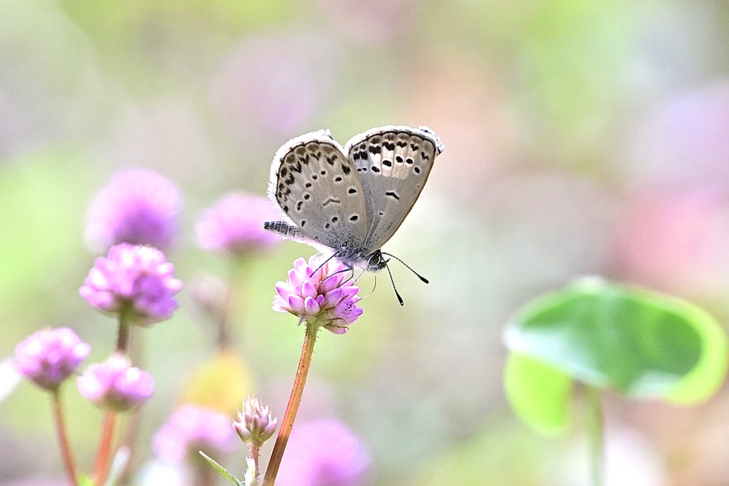 金平糖の甘い蜜