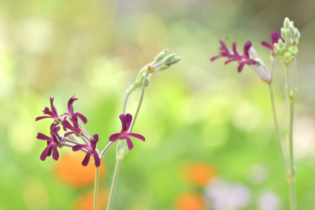 ボルドー色の花