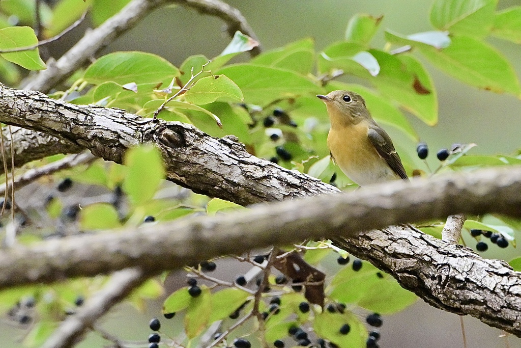黒い実レストラン Ⅲ