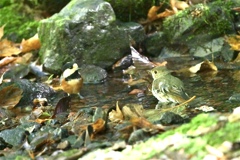 水浴び