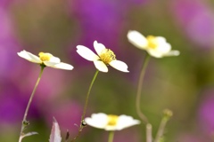 可憐な花