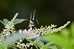 リョウブの花咲く頃 Ⅱ