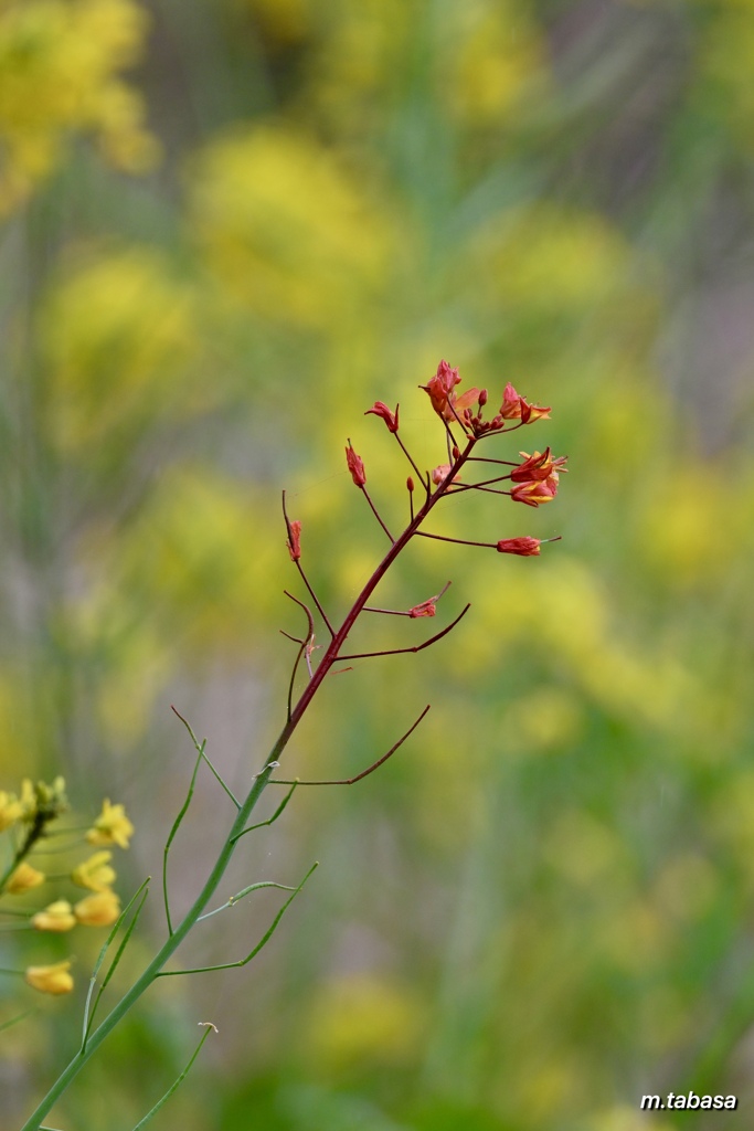 オレンジ色の菜の花