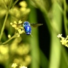碧緑色の蜂  Ⅱ